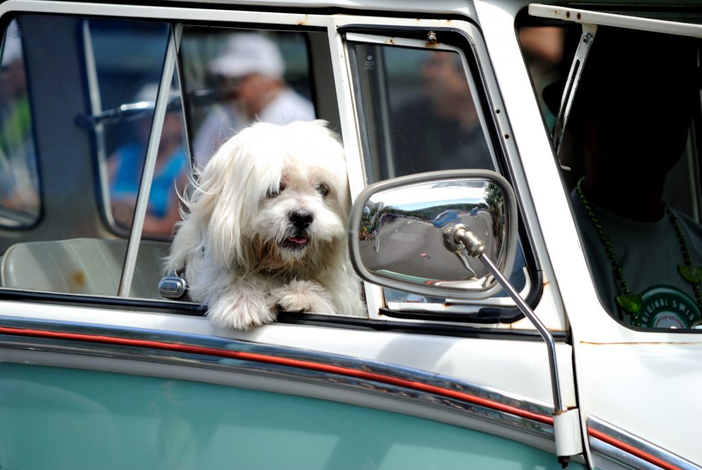 dog in car window